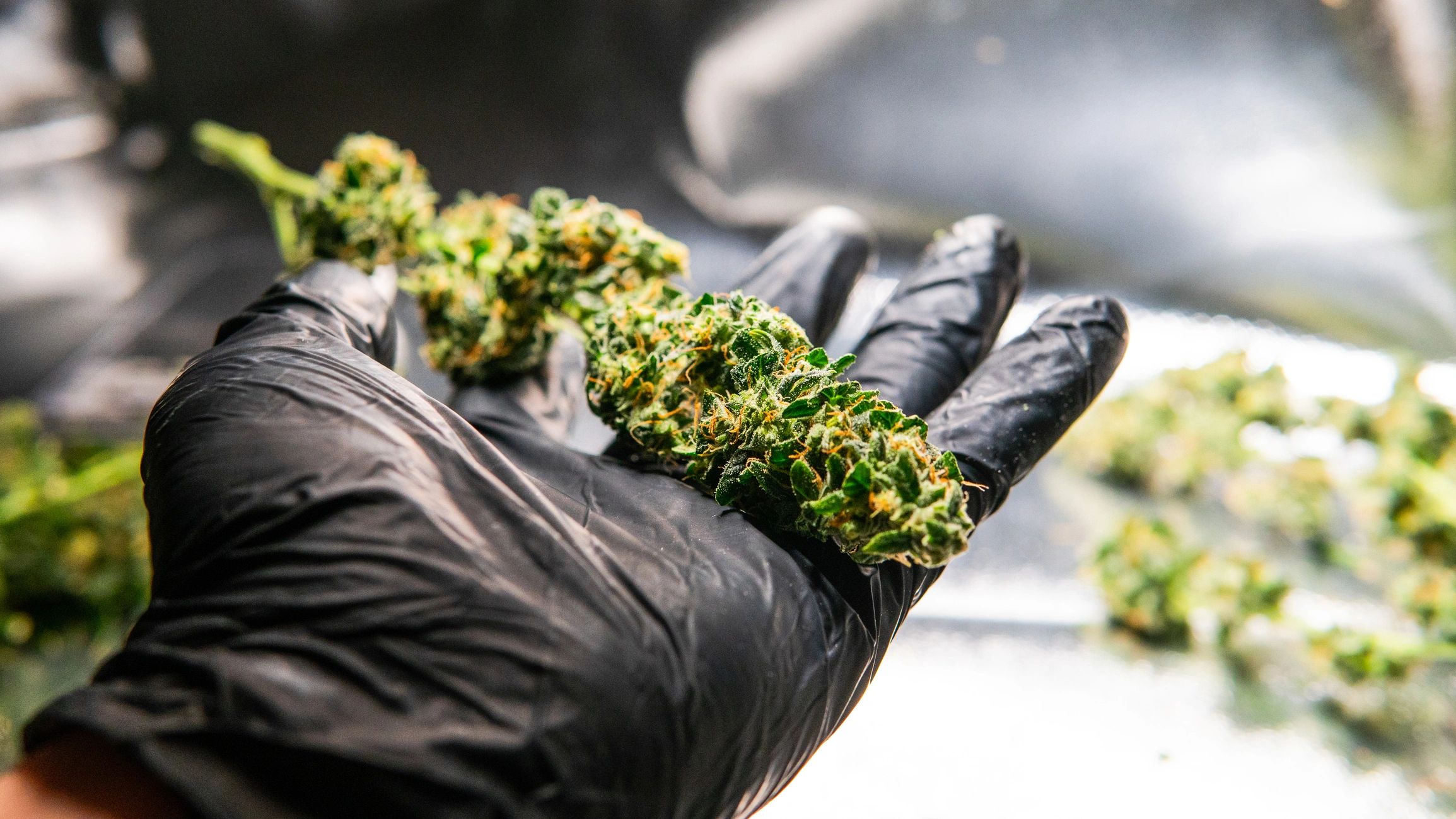 Close-up of cannabis buds