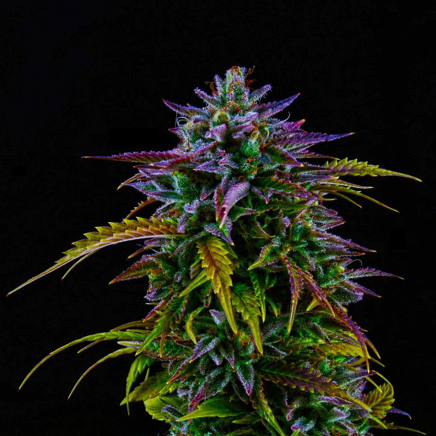 Cannabis plant close-up