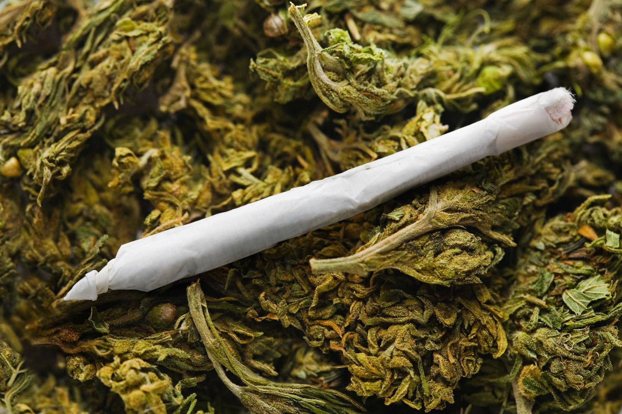 Hand-rolled joint on cannabis