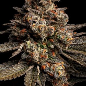 Exotic