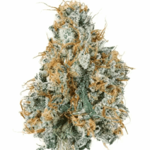 Sativa